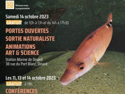 La Mer / Plonge – Instrumental recorded at la Station marine de Dinard